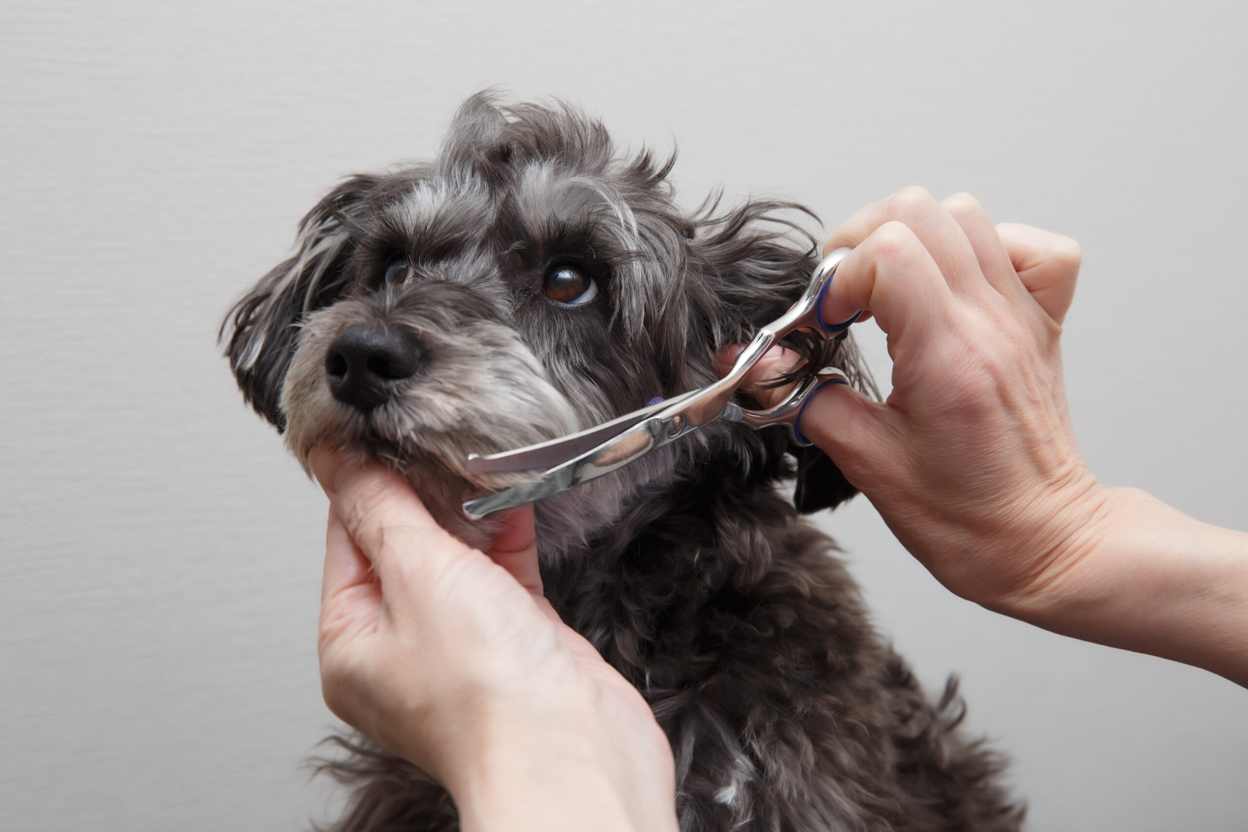 毛のお手入れで毎日が爽快に！